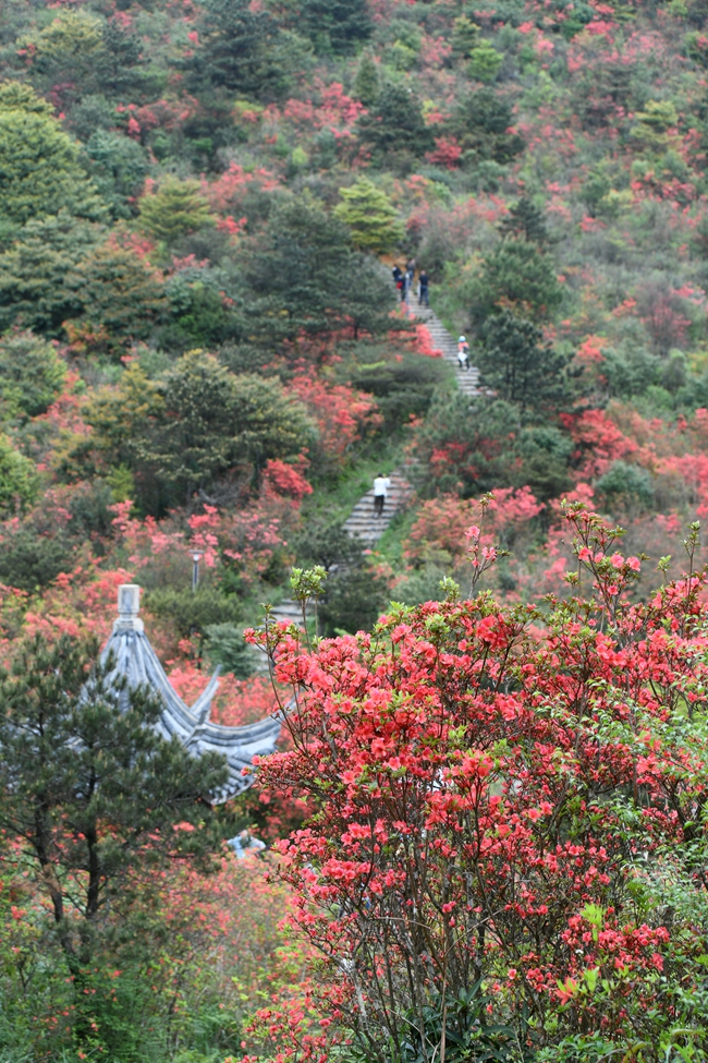 启动仪式后，嘉宾和游客们纷纷登上佛耳山欣赏万亩杜鹃花海。安溪县融媒体中心供图