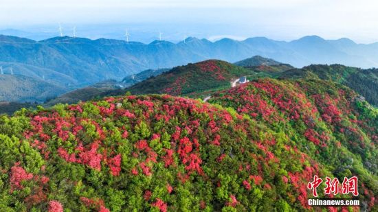 升华山漫山遍野杜鹃花盛开，美如画卷。李小明 摄