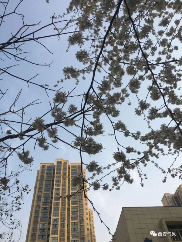 西安气象:春暖等花开  雨水短暂登场