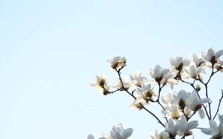 a4334cb9825a4f9887b96517dd66e835.png