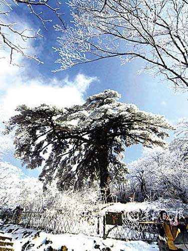 雪后的黄山。