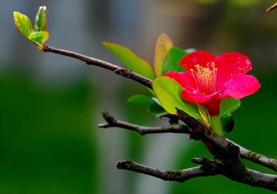 【杜鹃花，观赏时间：4-6月】