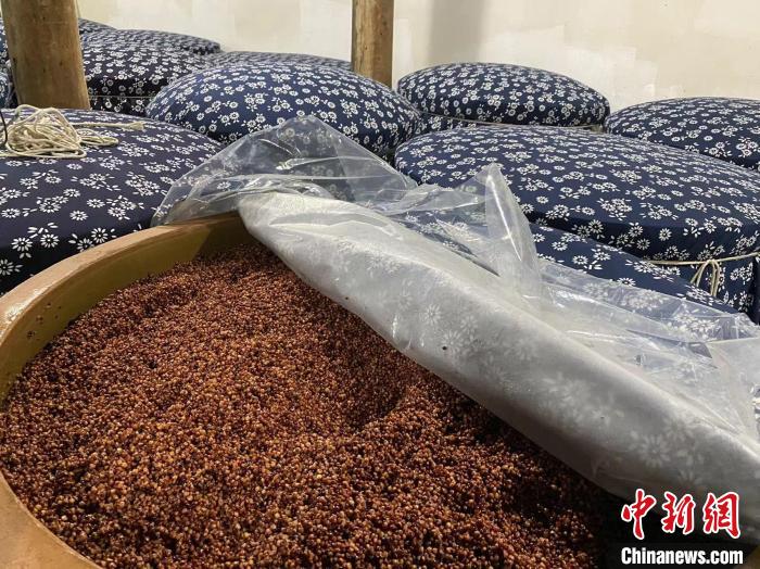 同山烧原料高脚拐糯高粱。 方堃 摄