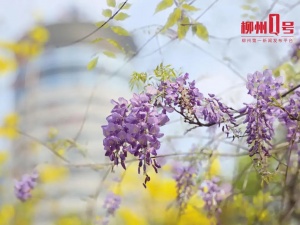 刷爆朋友圈的“绝绝紫”,我在柳州找到了~