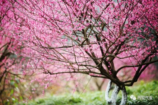 西安气象:春暖等花开  雨水短暂登场