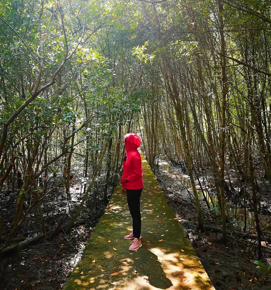 雪兰莪旅游 kuala selangor natural park