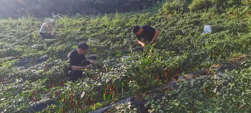 图为：开阳县新场村村村民采摘辣椒