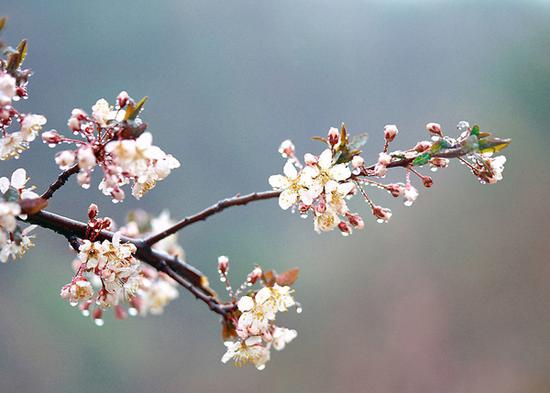 【樱花，观赏时间：4-6月】