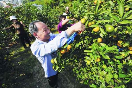 墩岙特色水果采摘