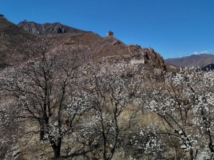 河北秦皇岛:春到长城花烂漫
