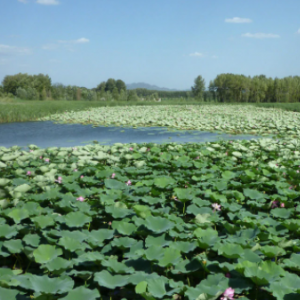 野鸭湖