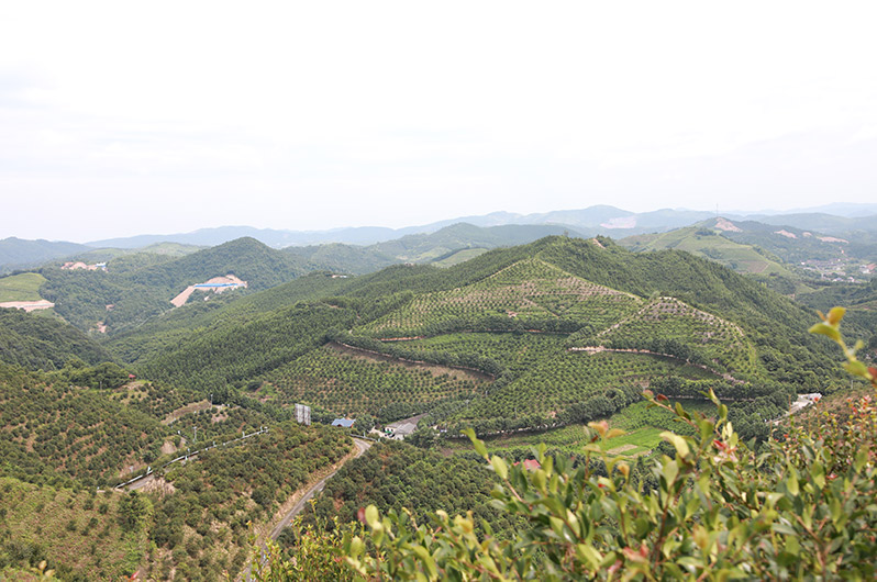 汤泉村油茶基地。邓正华摄