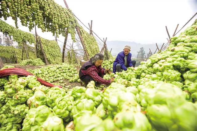 涪陵青菜头产业带动农民增收 摄/龙帆