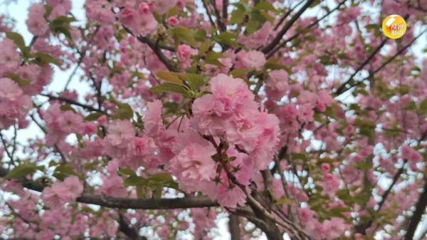 最低零下5℃、大雨局地暴雨！陕西发布重要天气预报，一地延长供暖