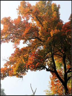 岳麓山红枫