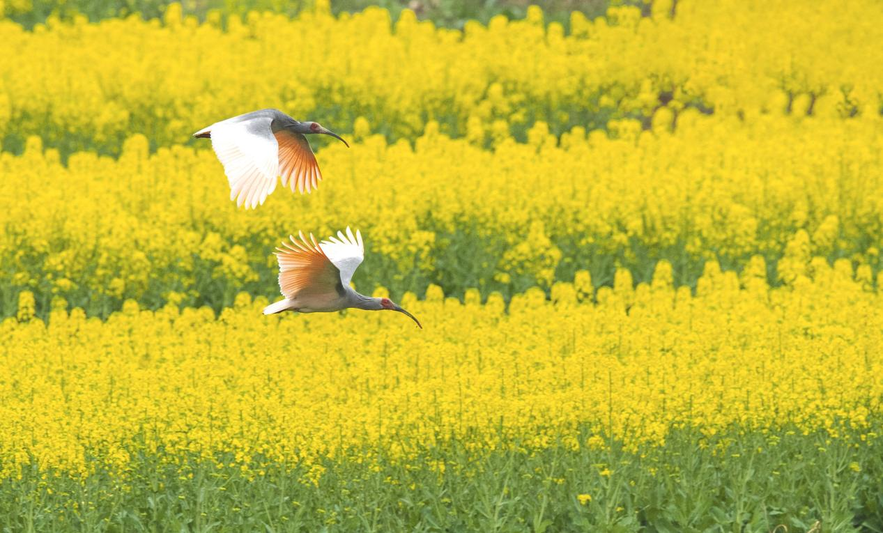 朱鹮飞过油菜花海  摄影 李小龙